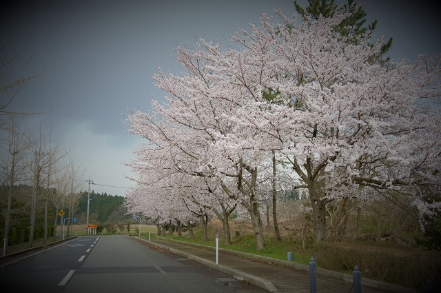 101鉢ケ崎の桜.jpg