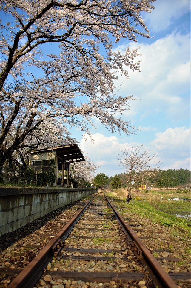 108蛸島駅の桜2.jpg
