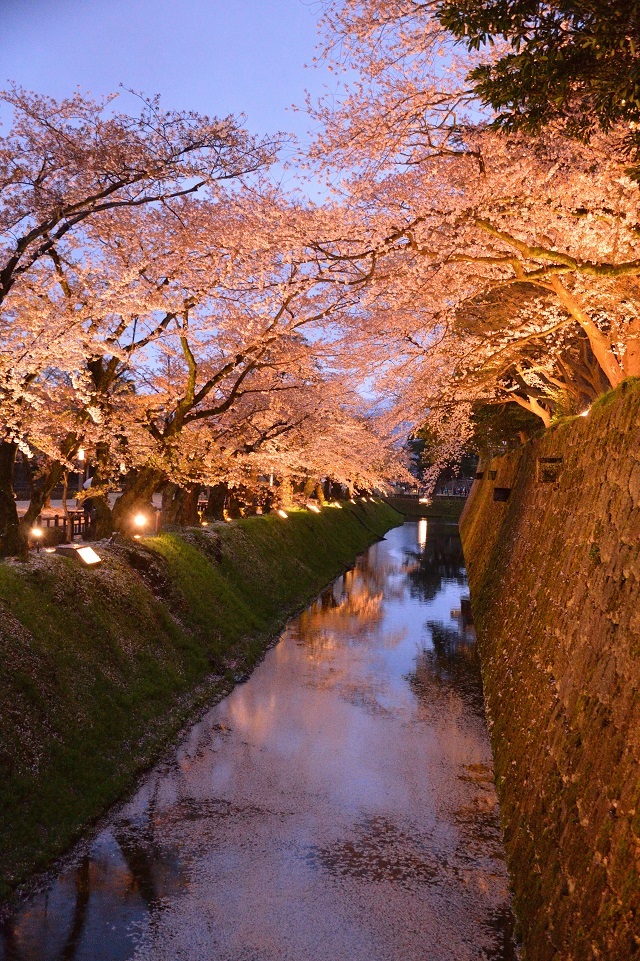 15金沢城の夜桜.jpg