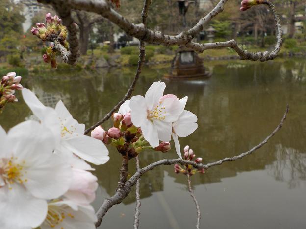 1雲形池湖畔の桜.jpg