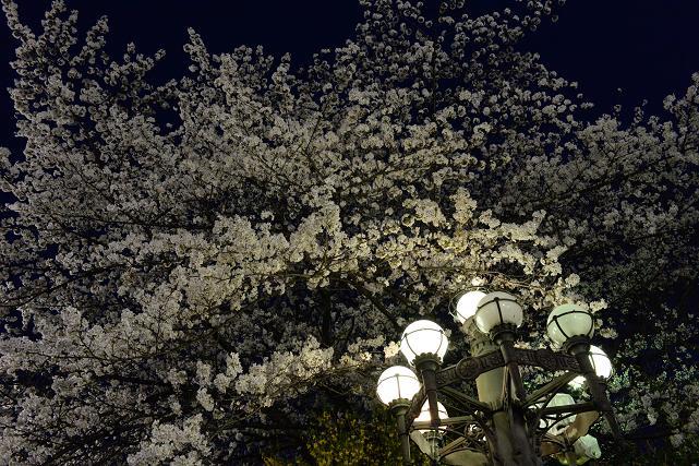 2四谷駅前の夜桜と四谷見附橋の照明.jpg