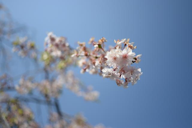 2小河内ダムの桜.jpg
