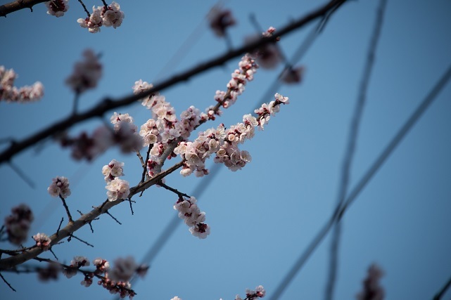 3杏の花.jpg