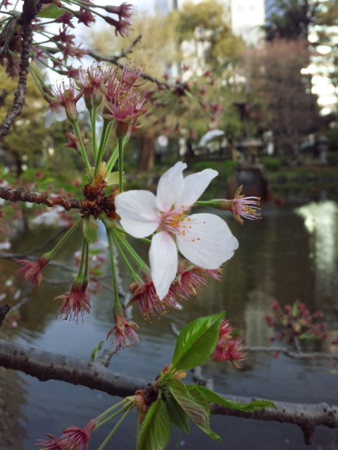 4日比谷公園　桜.jpg