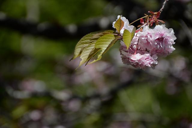 5富士霊園の八重桜.jpg