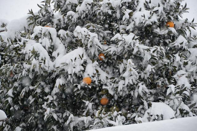 5雪に橙色の花が咲く.jpg
