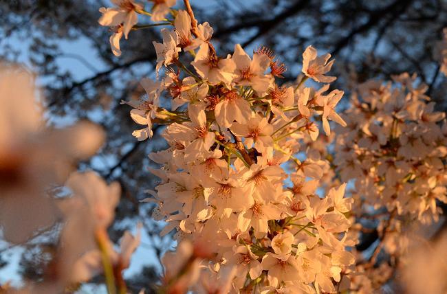 6　桜.jpg
