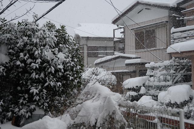 6庭から見た深々と降り続く雪.jpg