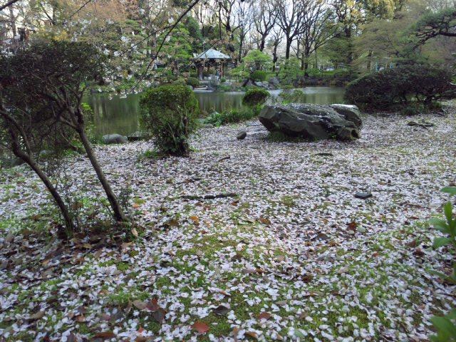 7日比谷公園　桜.jpg